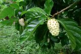 Noni - interesting but smelly...